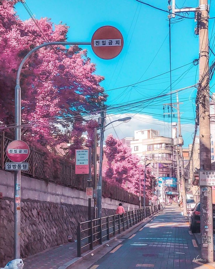 an empty street with pink trees lining the sides and people walking on the side walk