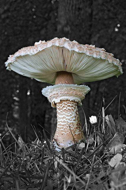 a mushroom sitting in the grass next to a tree