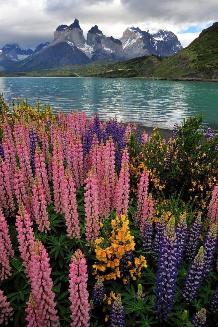 the flowers are blooming by the water and mountains