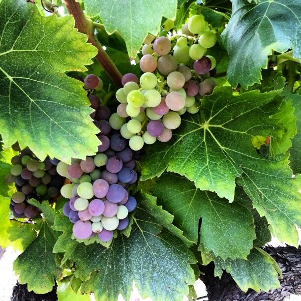 grapes are growing on the vine with green leaves