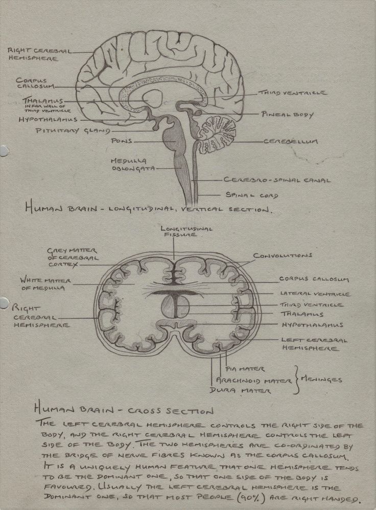 diagram of the human brain and its major functions, including cerebratorys