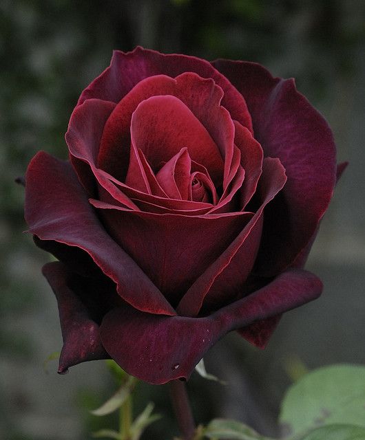 a single red rose is shown in this close up photo, it appears to be blooming