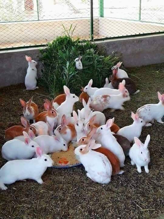 a group of rabbits eating food out of a bowl on the ground in a pen