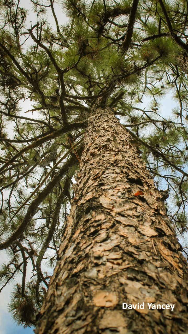 looking up at the top of a tall pine tree