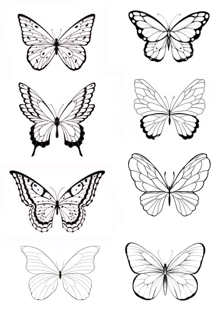 the different types of butterflies that can be seen in this drawing lesson, which shows how to