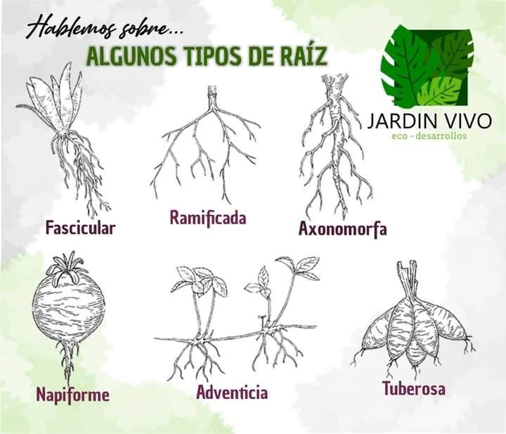 an image of different types of plants with names in spanish and english, including the roots