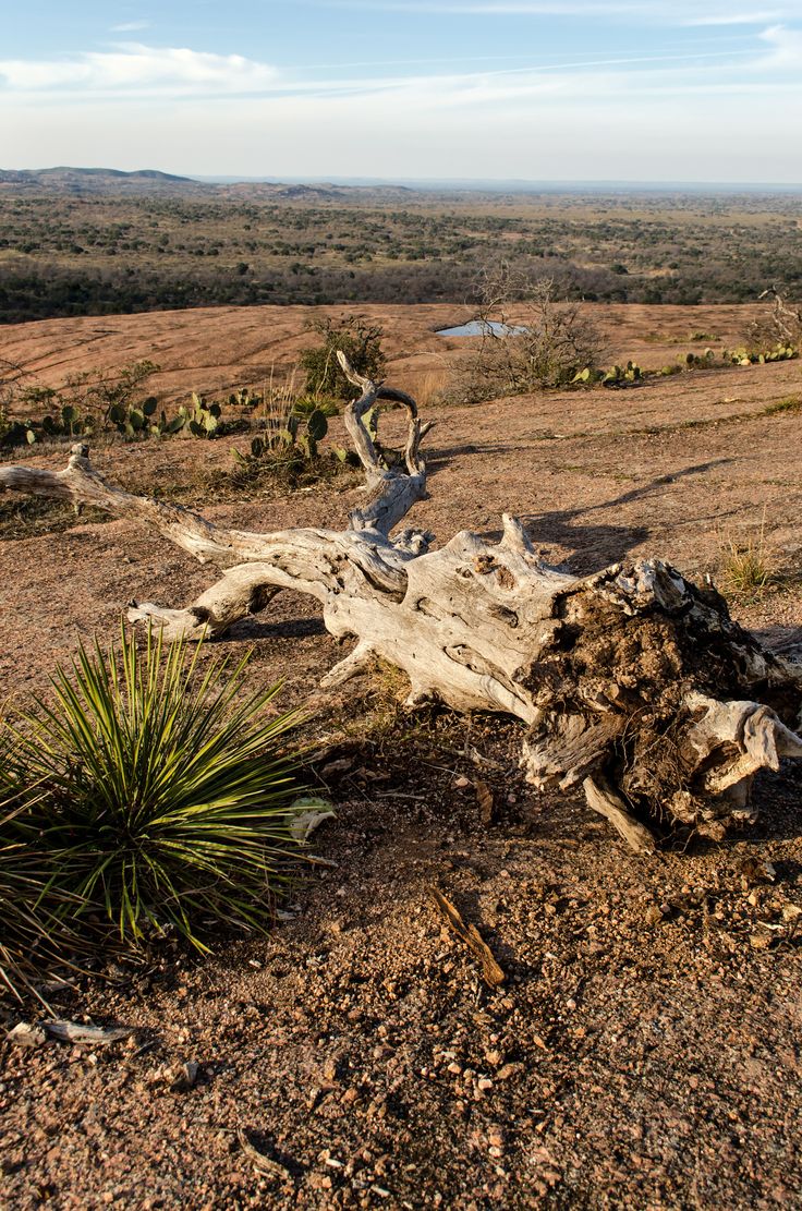 a tree stump in the middle of an open field with scrub brush and water behind it