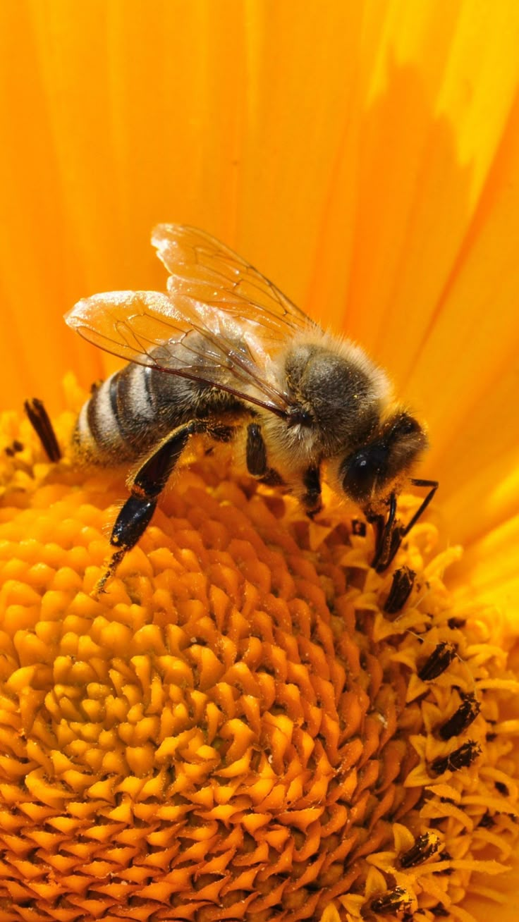 a bee sitting on top of a yellow flower