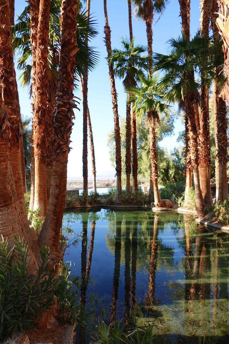 palm trees line the edge of a pond