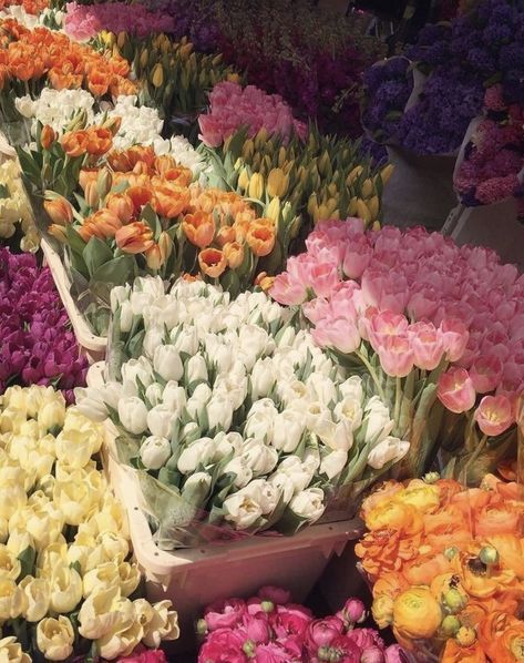 many different types of flowers are arranged in rows and on display at the flower market