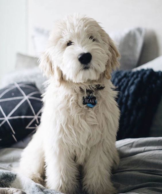 a small white dog sitting on top of a bed