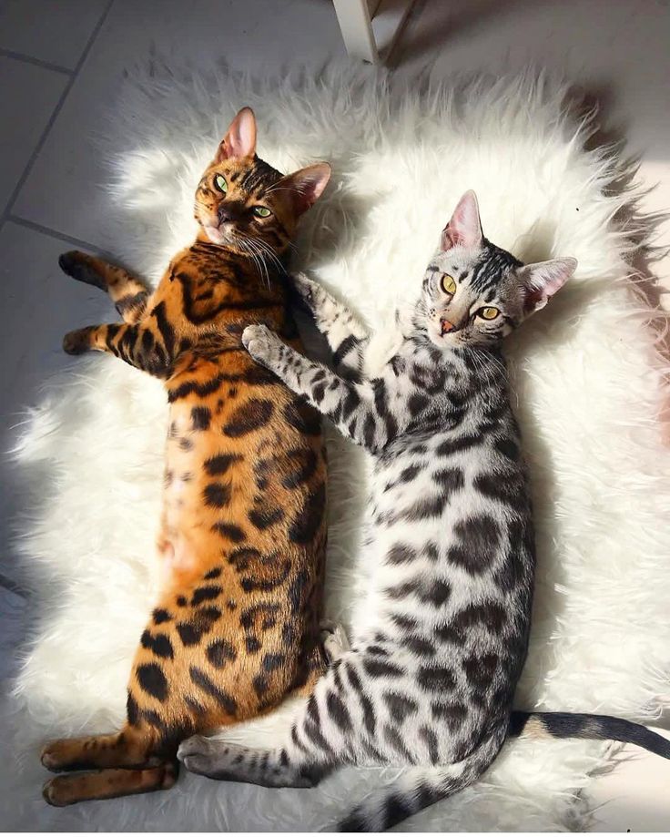 two cats laying on top of each other on a fluffy white rug with their paws in the air