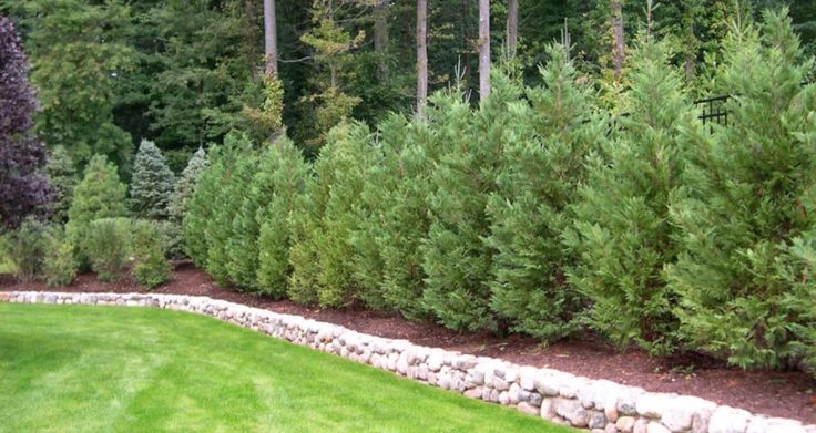 a row of evergreen trees in the middle of a green yard with rocks and grass