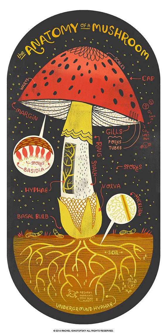 an illustration of a mushroom with information about its body and the parts labeled in it