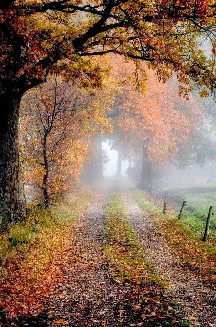 a dirt road surrounded by trees with leaves on the ground and fog in the air