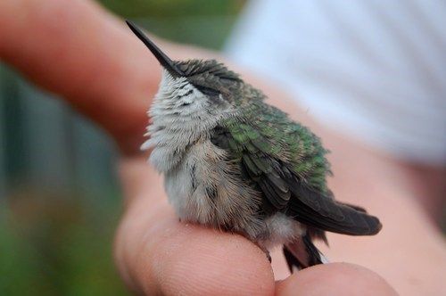 a small bird sitting on the palm of someone's hand with it's beak sticking out