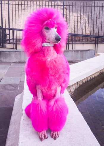 a pink poodle sitting on top of a cement slab