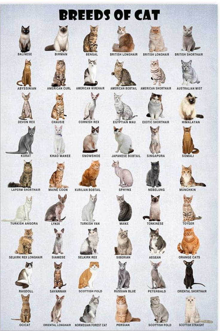 the breeds of cats are shown in this poster, which includes different colors and sizes