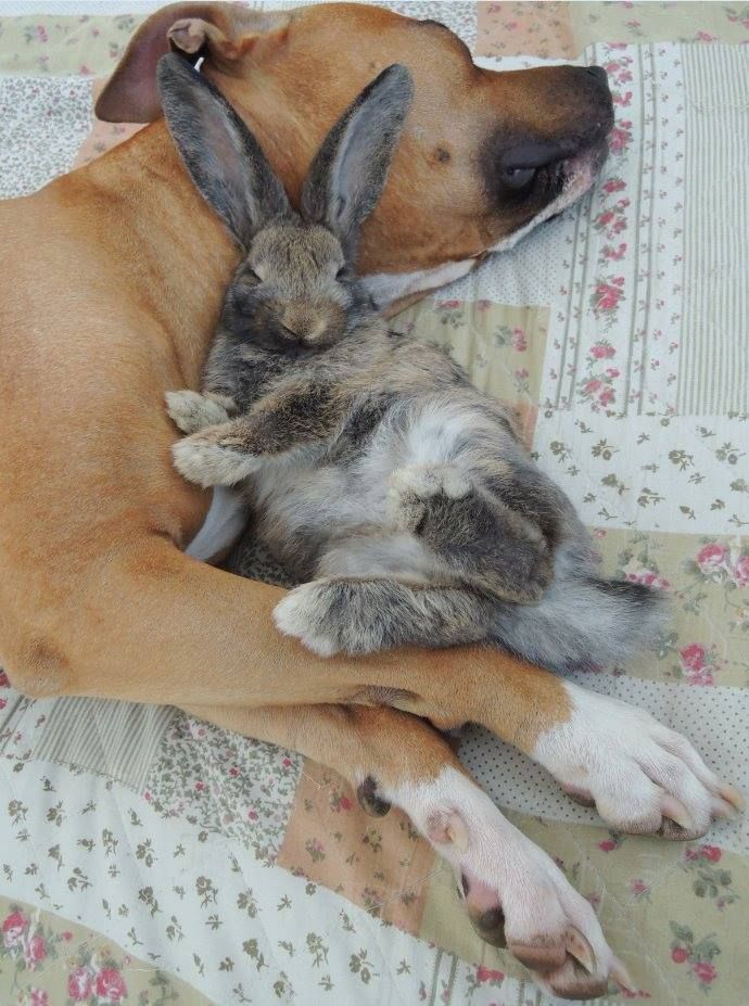 a dog laying on top of a bed next to a cat and rabbit sleeping in it's lap