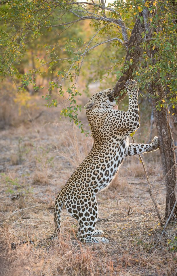 a leopard standing on its hind legs reaching for a tree