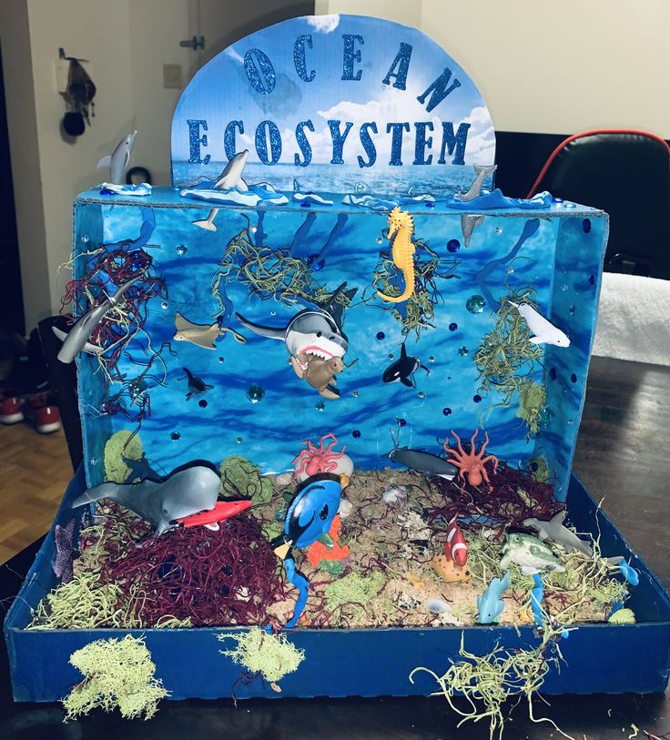 an open suitcase with sea life in it on a wooden table next to a sign that says ocean ecosytem