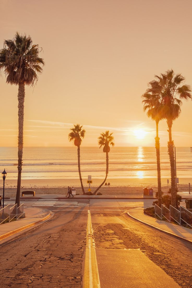 palm trees line the beach as the sun sets