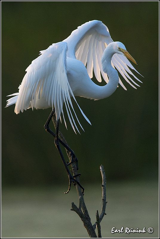 a white bird with its wings spread sitting on a branch