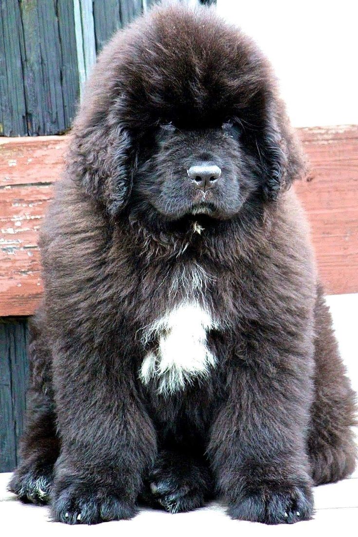 a large black dog sitting on top of a wooden floor next to a bench and fence