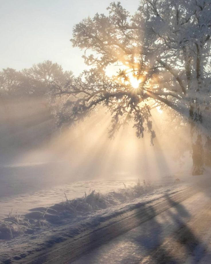 the sun is shining through the trees in the snow covered field, and it appears to be foggy