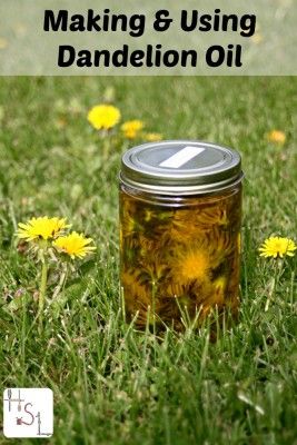 This step by step tutorial of how to make Dandelion oil for arthritis and joint pain relief is a great way to use one of nature's gift to heal ailments. Na Dandelion Oil, Natural Health Remedies, Natural Healing Remedies, Natural Home Remedies, Herbal Oil, Medicinal Herbs, Natural Therapy, Medicinal Plants, Healing Herbs