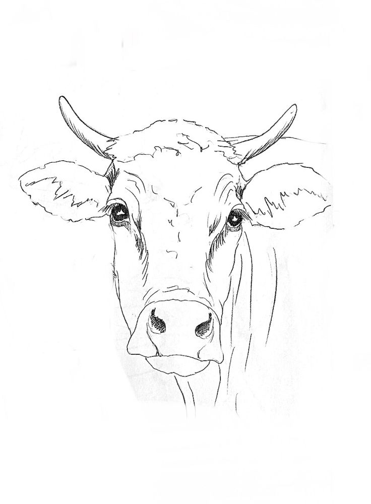 a black and white drawing of a cow's face, with the horns down