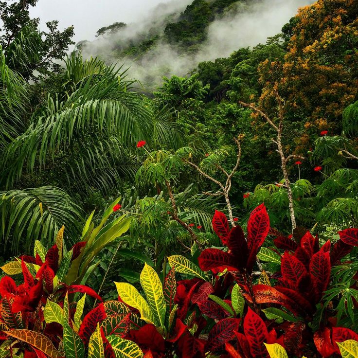 the mountains are covered with trees and plants in the foreground, surrounded by fog