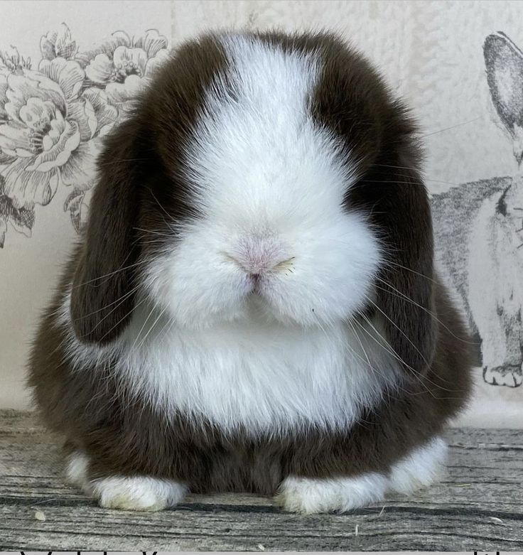 a brown and white rabbit sitting on top of a wooden floor next to a wall