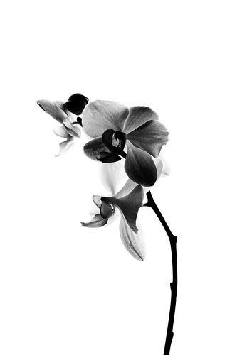 Black and white orchid Men Orchid Tattoo, Orchid Flower Tattoos Black And White, X Ray Orchid, Black And White Orchid Tattoo, Orchard Tattoo, Orchid Black And White, Black Orchid Tattoo, Watercolor Orchid Tattoo, Black Orchid Flower