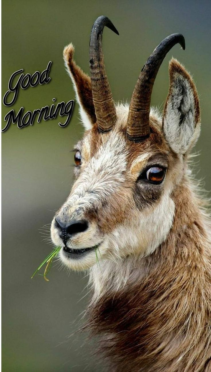 an animal with horns and grass in its mouth is looking at the camera while text reads, good morning