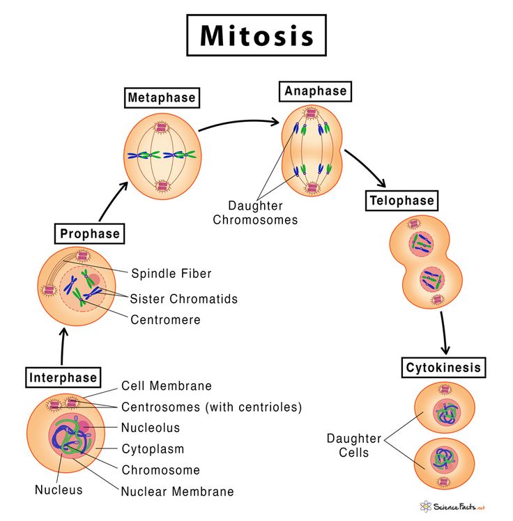 a diagram showing the stages of mitosis and their functions in an animal's life cycle