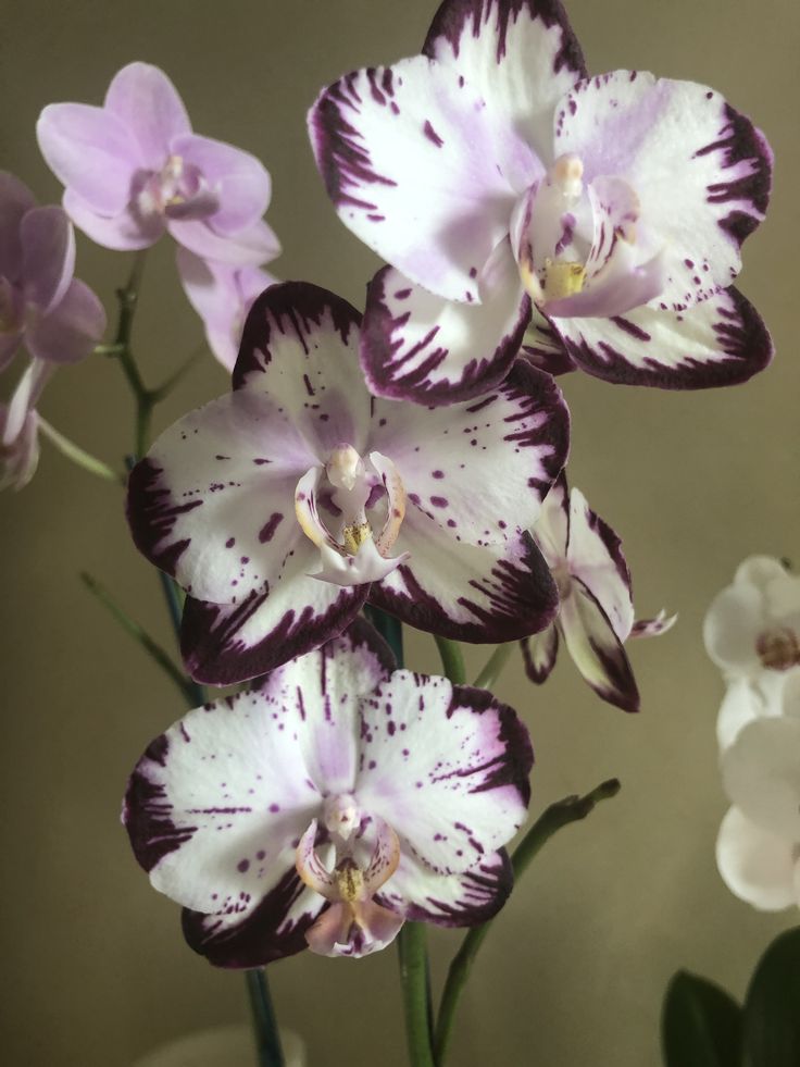 purple and white orchids are in a vase