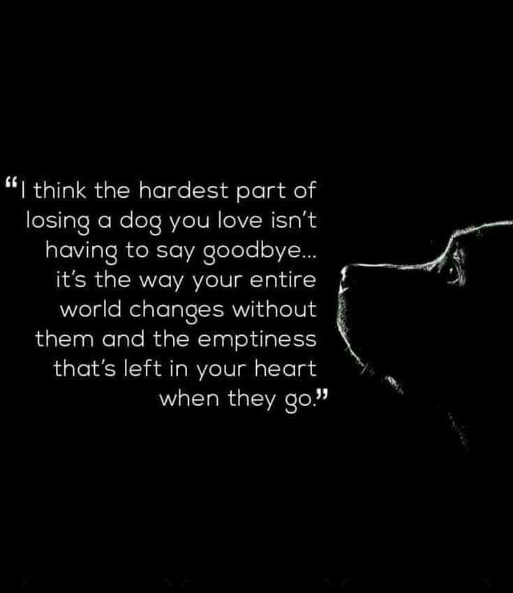 a black and white photo with a dog's face in the dark, it says i think the hardest part of losing a dog you love isn't having to say goodbye