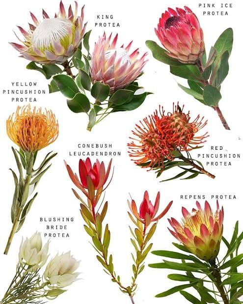 an image of different types of flowers