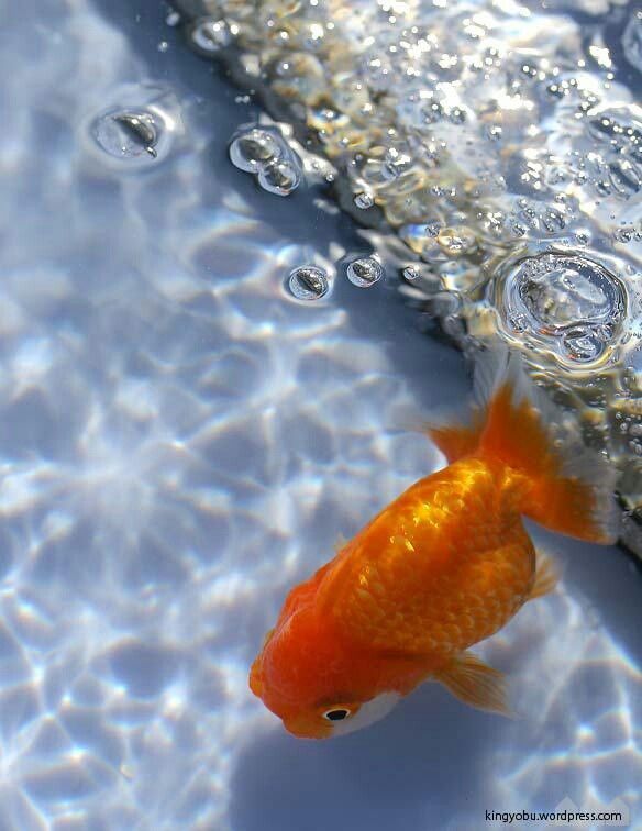 an orange fish swimming in clear water with bubbles on it's sides and back