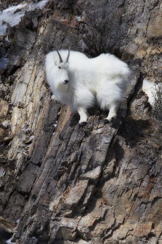 a mountain goat standing on top of a rocky cliff