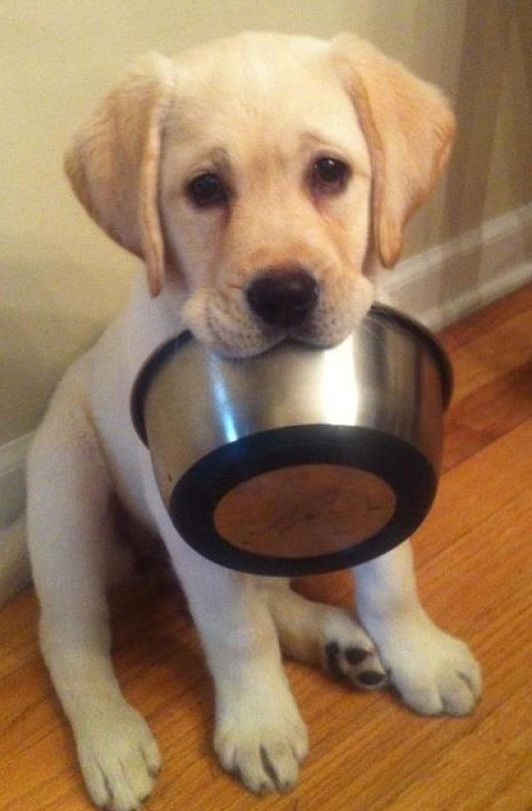 a yellow lab puppy holding a metal bowl in its mouth and looking at the camera