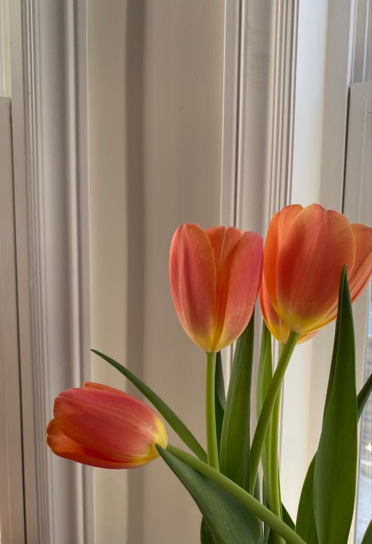 three orange tulips in a vase on a window sill