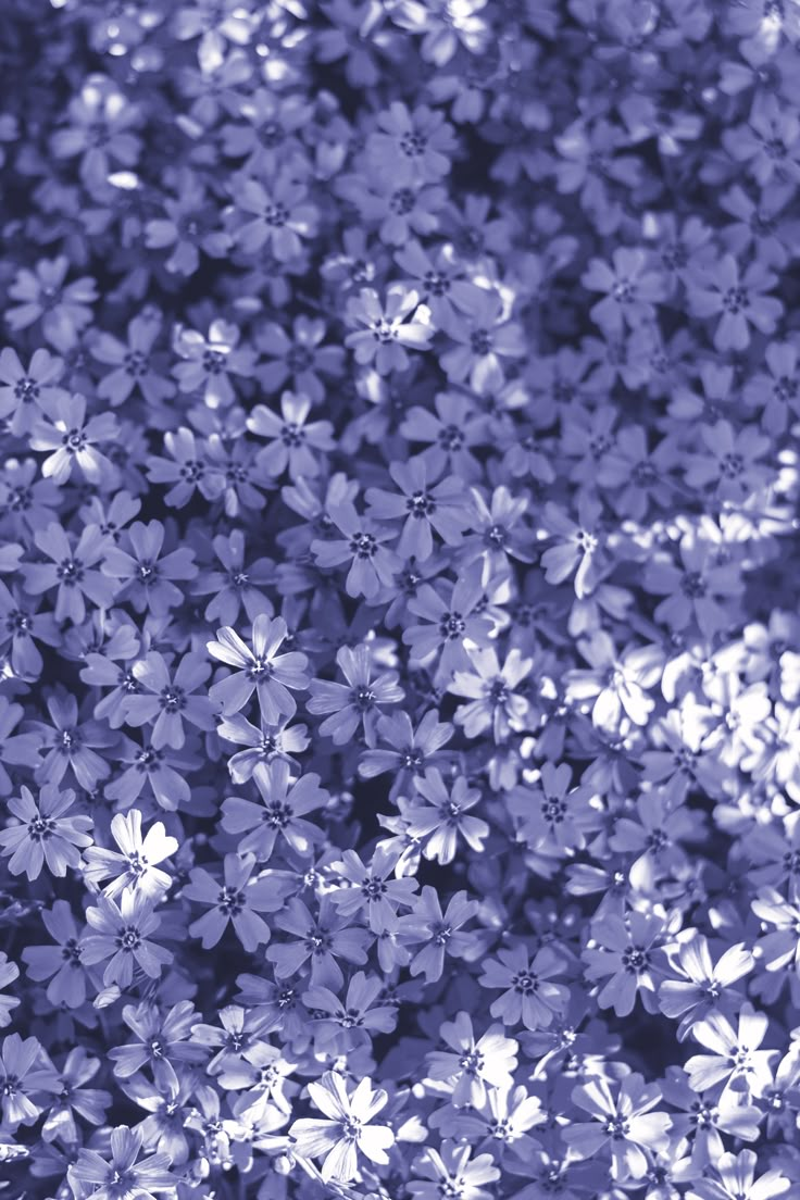 blue and white flowers are in the middle of this photo, with some light shining on them