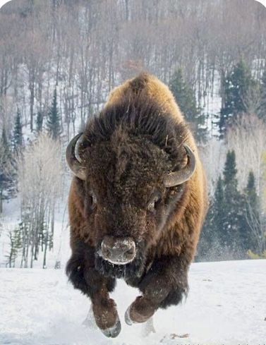 a bison running in the snow with trees in the background