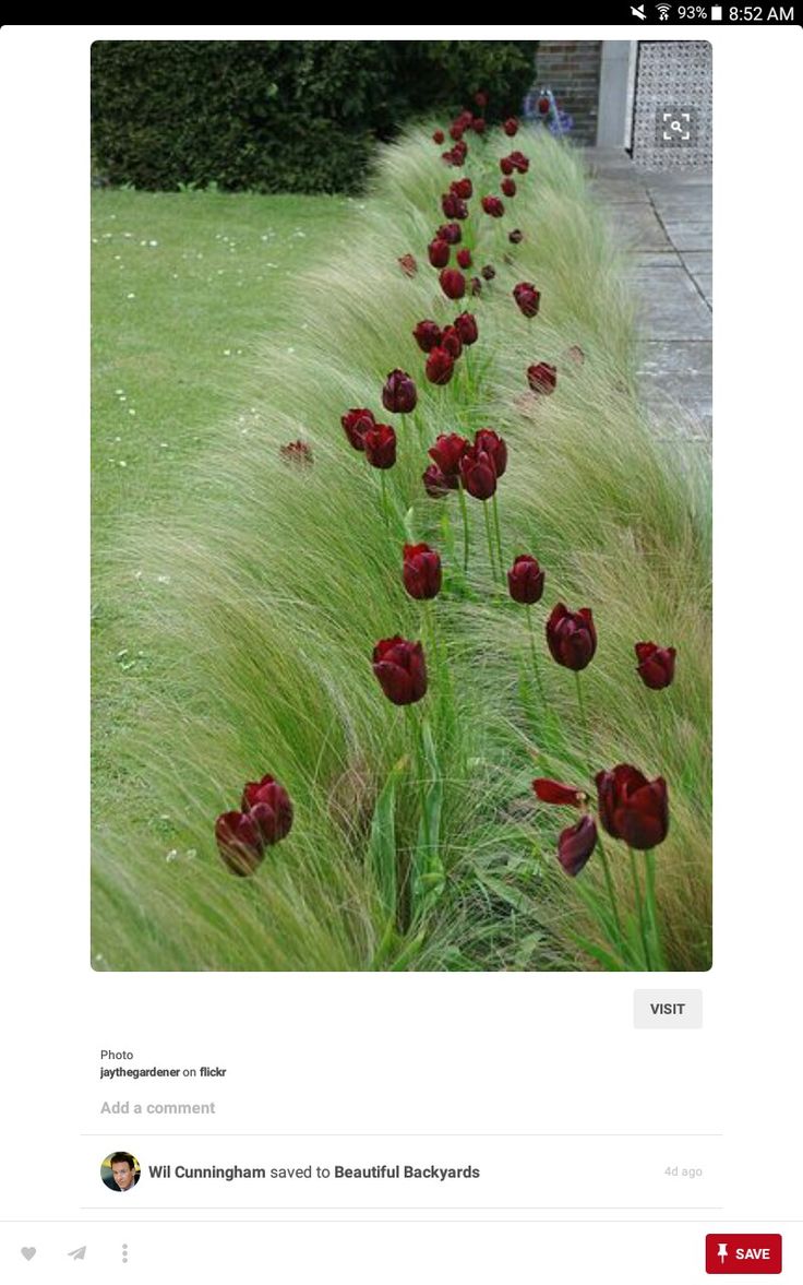 red tulips are lined up along the side of a long row of grass