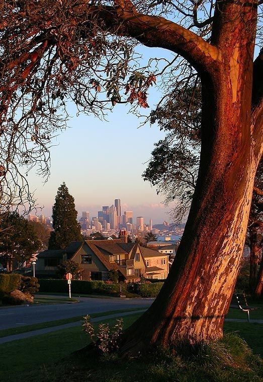 a large tree in the middle of a neighborhood