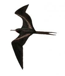 a bird flying through the air on a white background