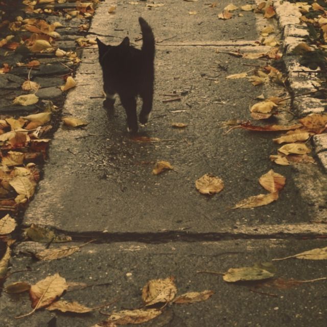 a black cat walking down a sidewalk with leaves on the ground and in front of it