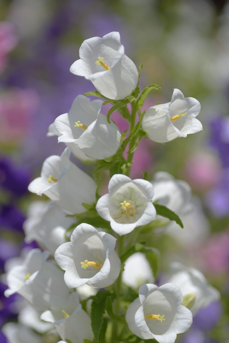 white and purple flowers are in the foreground